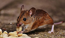24 Hour & Emergency Exterminators in Lewisburg, WV